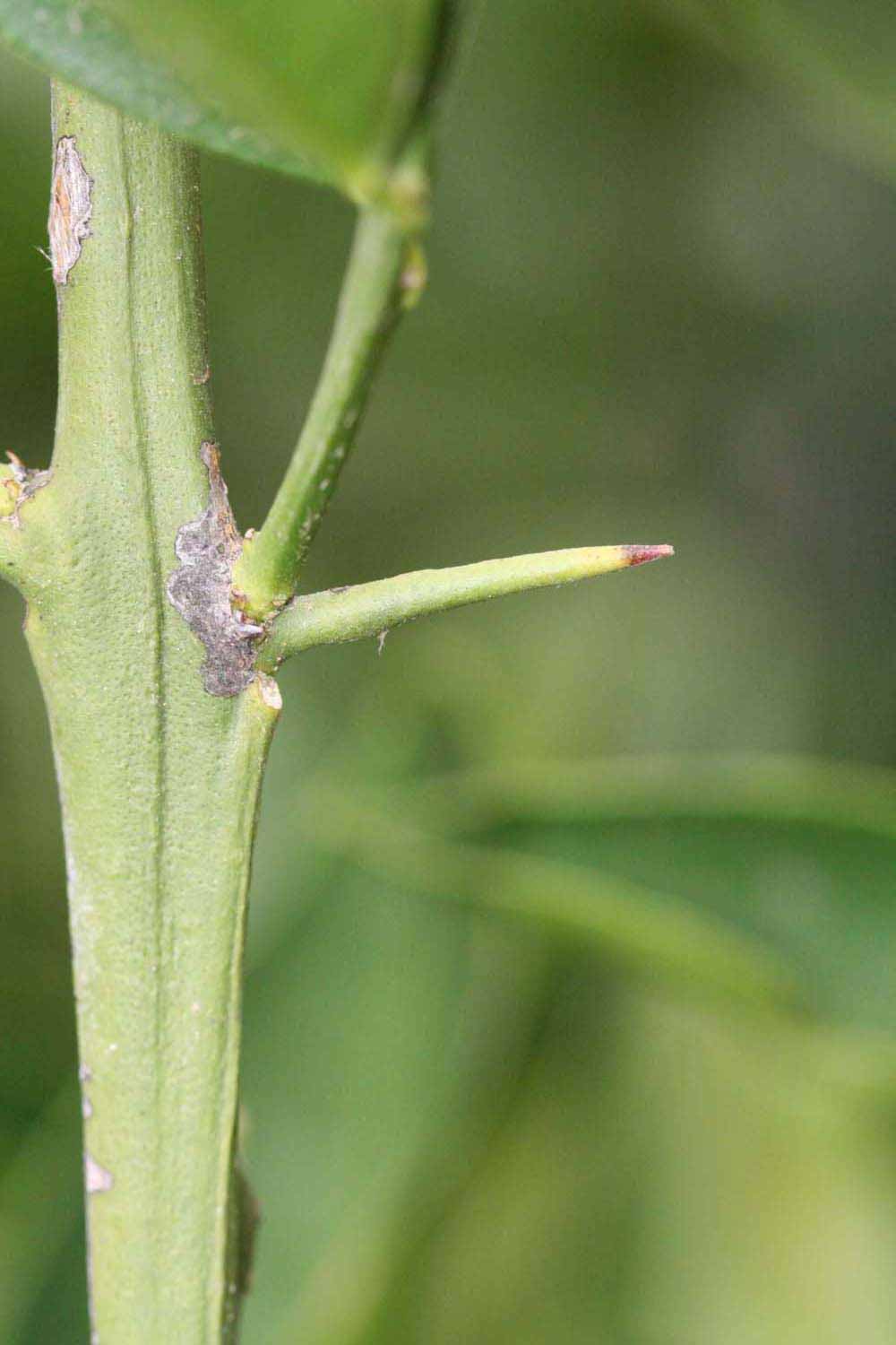            First year twig (Riverside, CA)   